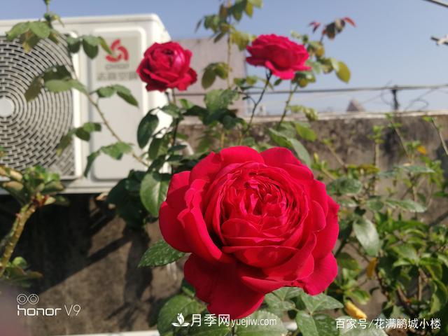 月季入门推荐级2个红色大花月季品种(图3)