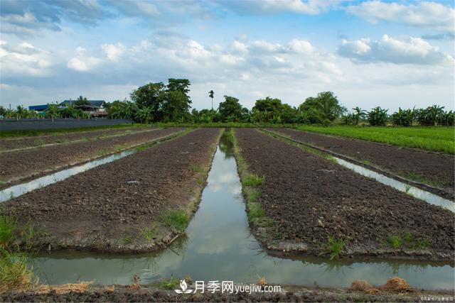 大雪时节已来到，保护苗木必不可少(图1)