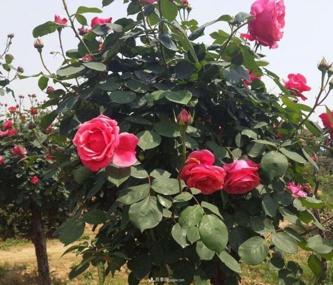 越来越多的人喜爱种植月季，对月季翻盆的最佳时节却不了解(图1)
