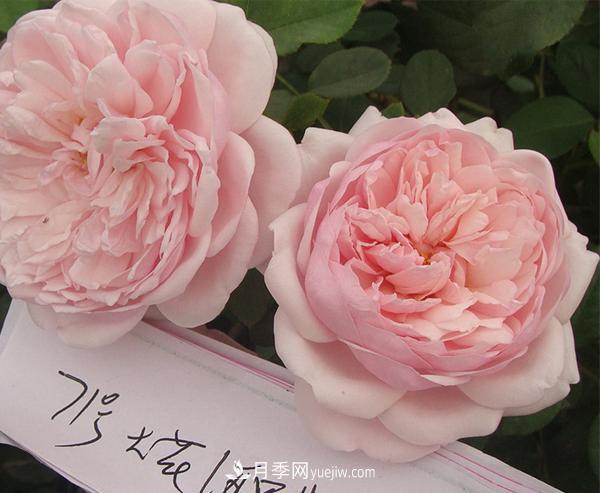 南阳月季种植基地推荐几种适合阳台月季品种(图1)