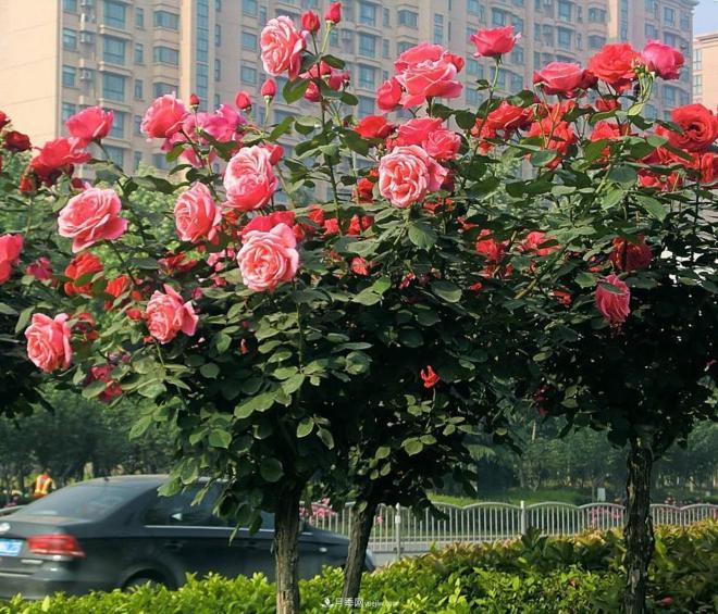 树状月季很多人都喜欢种植，但是会开花少影响观赏，这是怎么回事呢(图1)