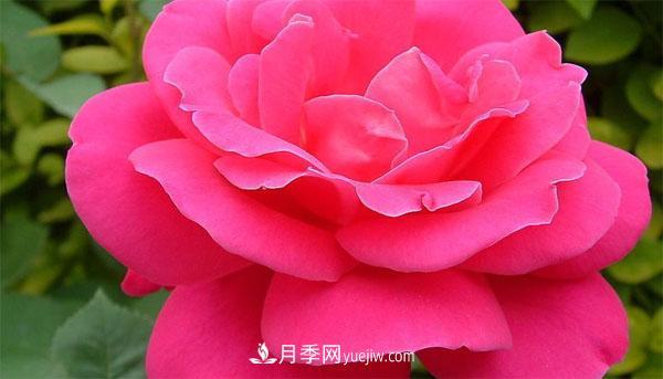 想要月季花朵开的又大又好，这几个修剪小技巧一定要掌握！(图1)