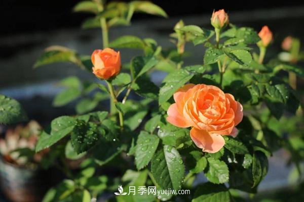 适合阳台养的月季品种有哪些？(图1)