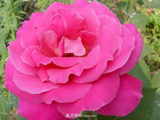 月季的育苗技术(图1)