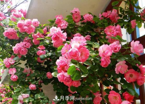 藤本月季怎么养？4种养殖方法让藤本月季爬满墙(图3)