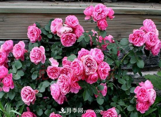 藤本月季怎么养？4种养殖方法让藤本月季爬满墙(图5)