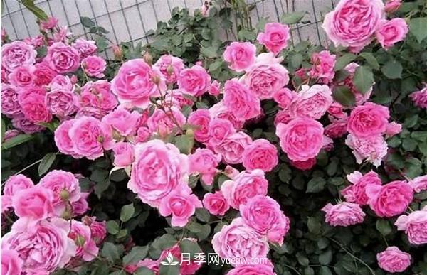 掌握好这3点，月季花才能开更多的花(图3)