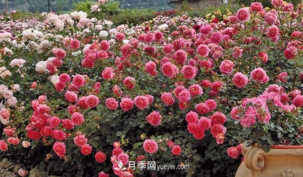 4个好养的月季品种，随便一养就爆花，夏天耐热不怕晒(图3)