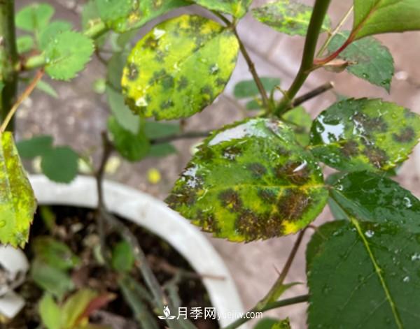 月季害怕的病虫害有什么症状，你知道吗？(图1)