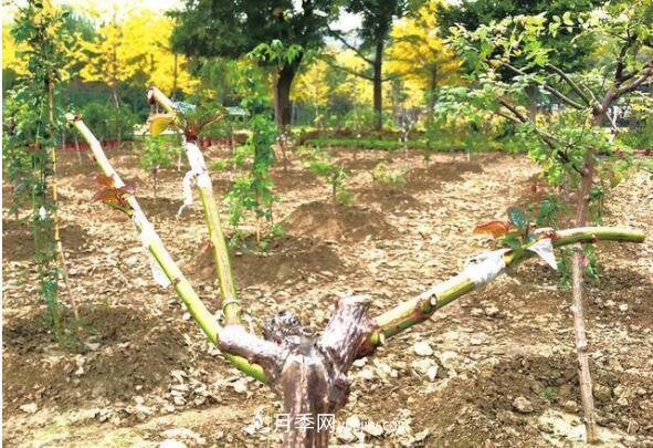 矮桩树状月季的嫁接技术(图2)