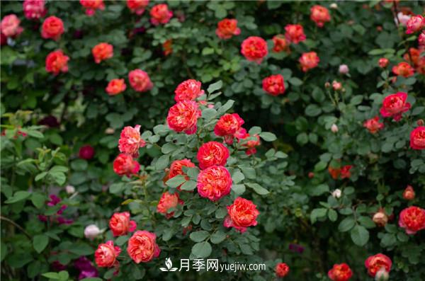 花园藤本月季，9个优秀品种推荐(图4)