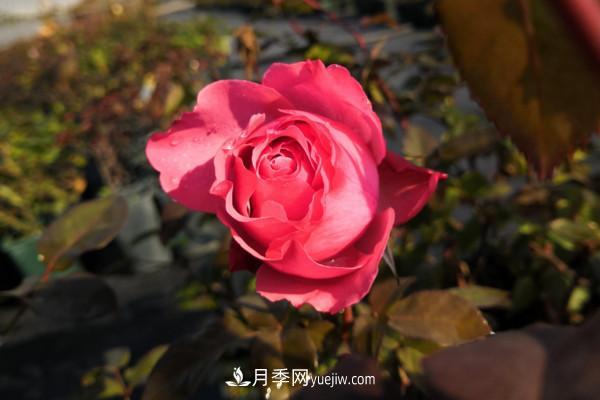 修剪月季的5个小技巧(图3)