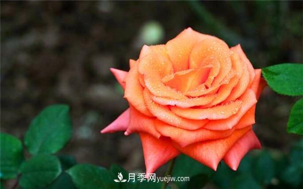 欧月月季和月季花的区别是什么？(图1)