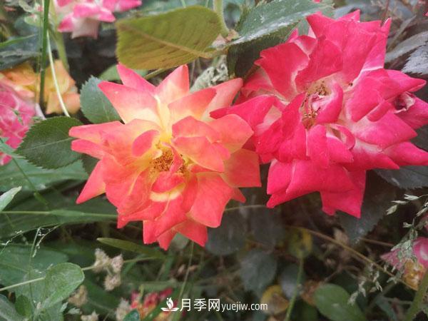 地被月季有哪些品种？红色、黄色、白色、蓝色？(图1)