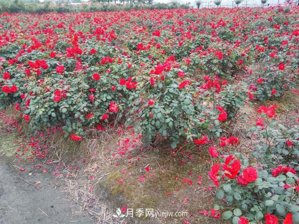 地被月季有哪些品种？红色、黄色、白色、蓝色？(图5)