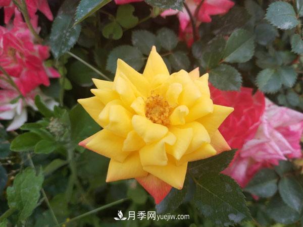 地被月季有哪些品种？红色、黄色、白色、蓝色？(图6)