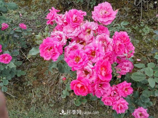 地被月季有哪些品种？红色、黄色、白色、蓝色？(图7)