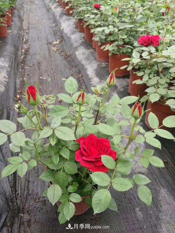 地被月季有哪些品种？红色、黄色、白色、蓝色？(图11)