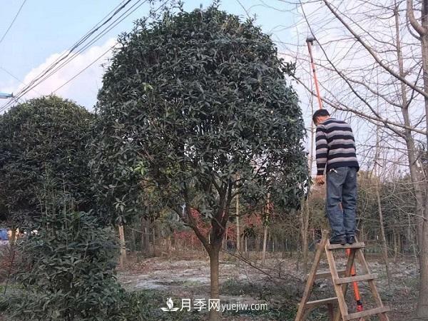 南阳桂花基地：移植大桂花树需要注意什么(图1)