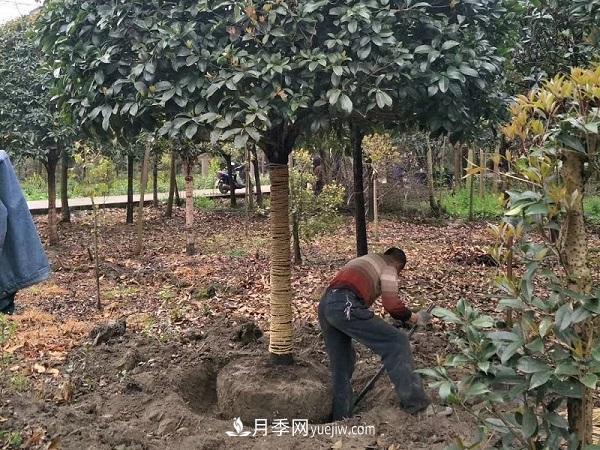 南阳桂花基地：移植大桂花树需要注意什么(图2)