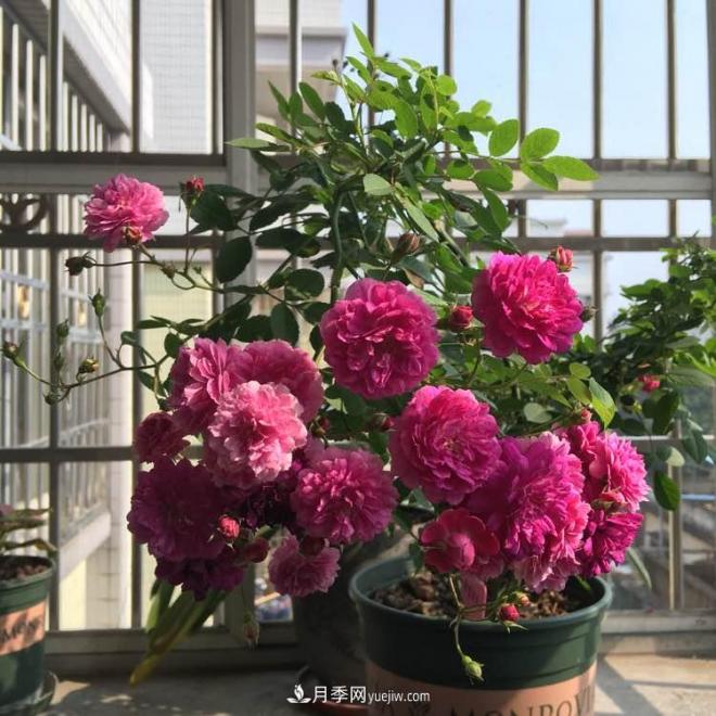 甜蜜马车月季，花朵又美又香，四季持续开花，值得拥有(图2)