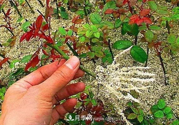 叶插和扦插的区别，月季扦插，多肉叶插(图1)