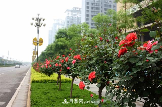 家乡之景 发展月季绿化苗木奔小康(图2)