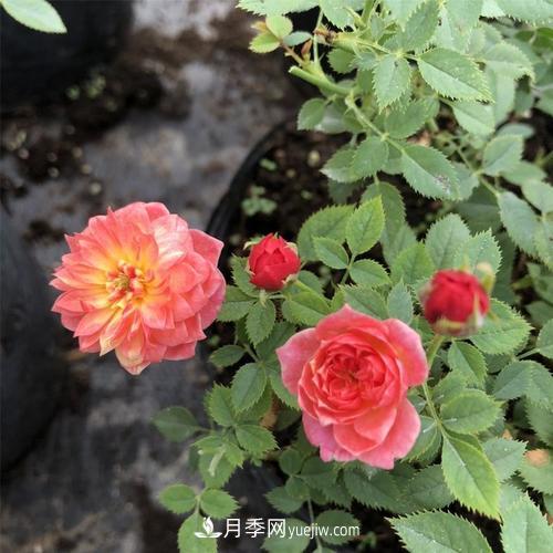 喜欢捉迷藏，但是容易暴露的“法国小姐月季”(图1)