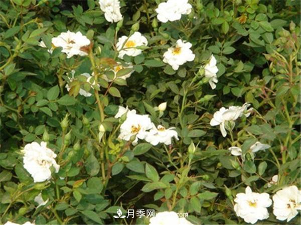 雪花月季(图2)
