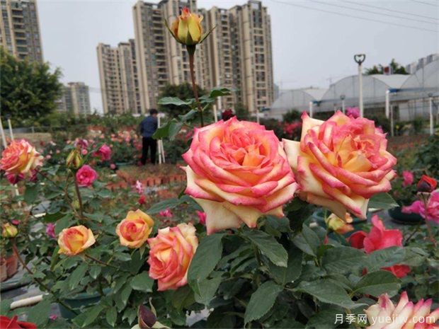 7个苗木发展方向，让苗木价格翻几倍(图1)