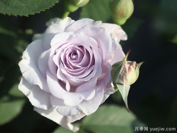 霁色月季的优缺点是什么？(图1)