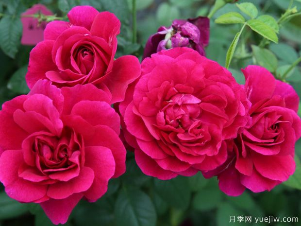 隐喻月季的优缺点是什么？(图1)