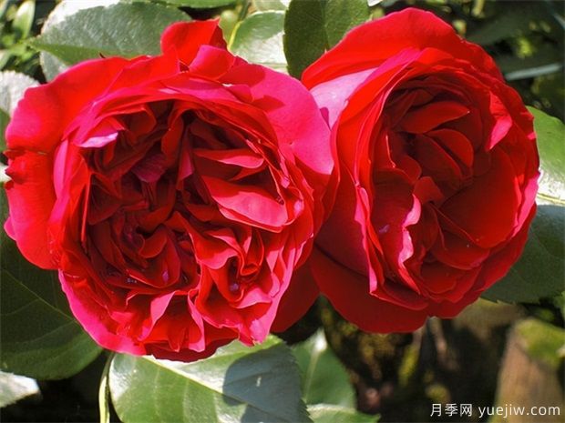 跟女朋友第一次见面送哪些花好(图1)