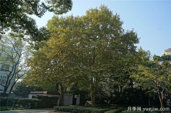 五角枫与元宝枫如何区别？三个方面轻松分辨(图2)