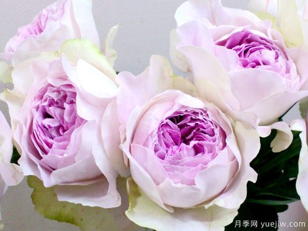 伊芙紫苑月季，幽然的暗紫色系月季高贵典雅(图2)