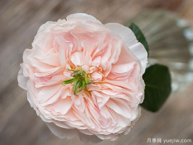 善举切尔提月季的优缺点是什么？(图1)