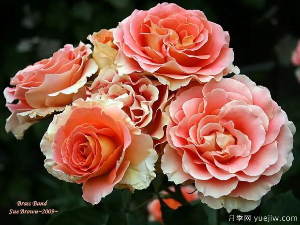 推荐14个耐雨淋的月季品种，这个秋季不怕雨(图2)