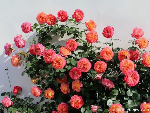 推荐14个耐雨淋的月季品种，这个秋季不怕雨(图12)