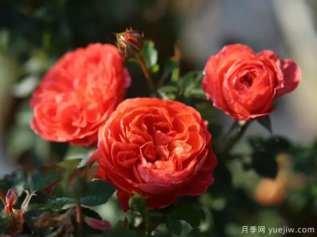 推荐14个耐雨淋的月季品种，这个秋季不怕雨(图13)