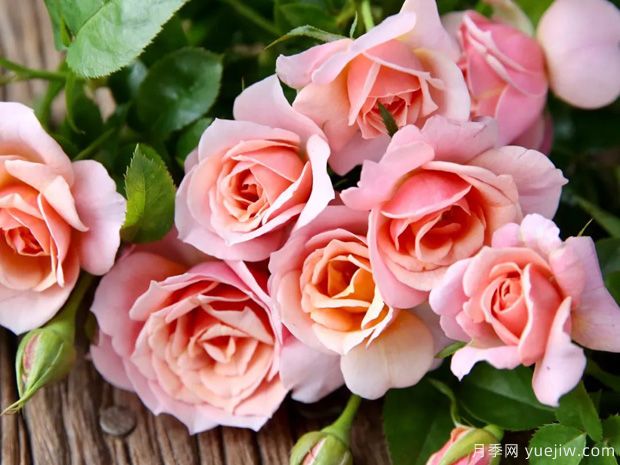 分享20款月季太美啦，花香四溢，开花量大(图2)