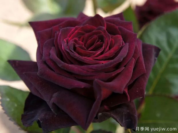 黑巴克月季和黑魔术月季有什么区别？哪个更黑(图1)