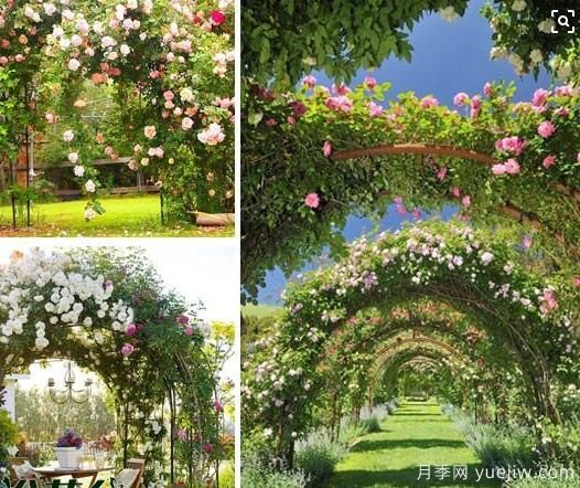 藤蔓月季和爬藤月季统称藤本月季，都是爬墙高手(图3)