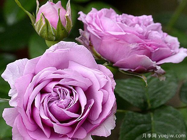 最受欢迎的24种月季花,长得快开花多(图3) 最受欢迎的24种月季花,长得快开花多(图3)