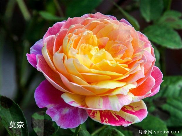 推荐十款花期最长的月季品种，赏花享四季(图3)