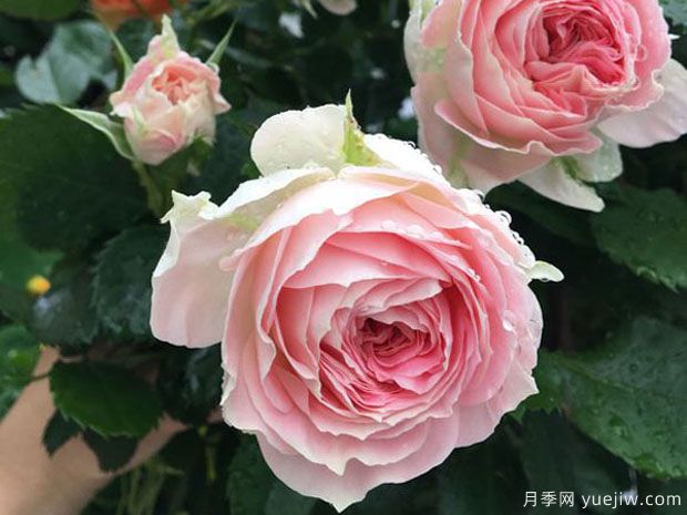 推荐8款月季品种，抗病性强耐晒耐雨淋(图2)