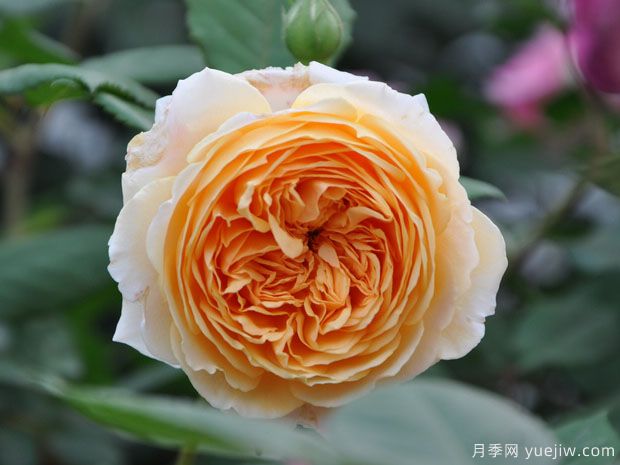 藤本月季玛格丽特王妃与黄金庆典的区别(图1)