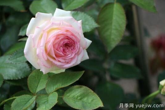 通过4点做好月季花期护理，你的月季花才能越开越好(图1)