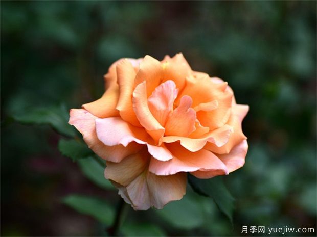 阳台培养月季养的好，需要有方法技巧(图1)