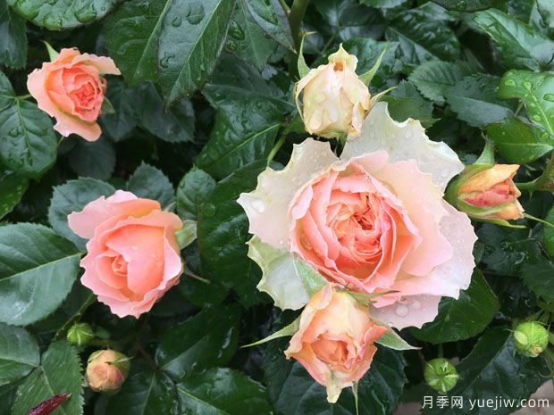 木星王阳台月季King Terrazza Jupiter(图5)