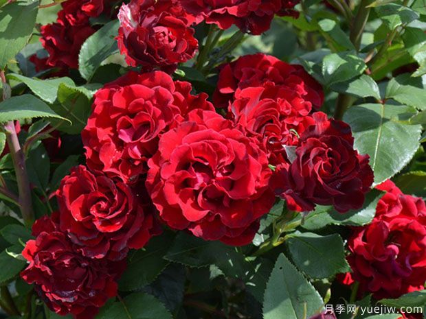 纪念芭芭拉月季的优缺点是什么？(图1)